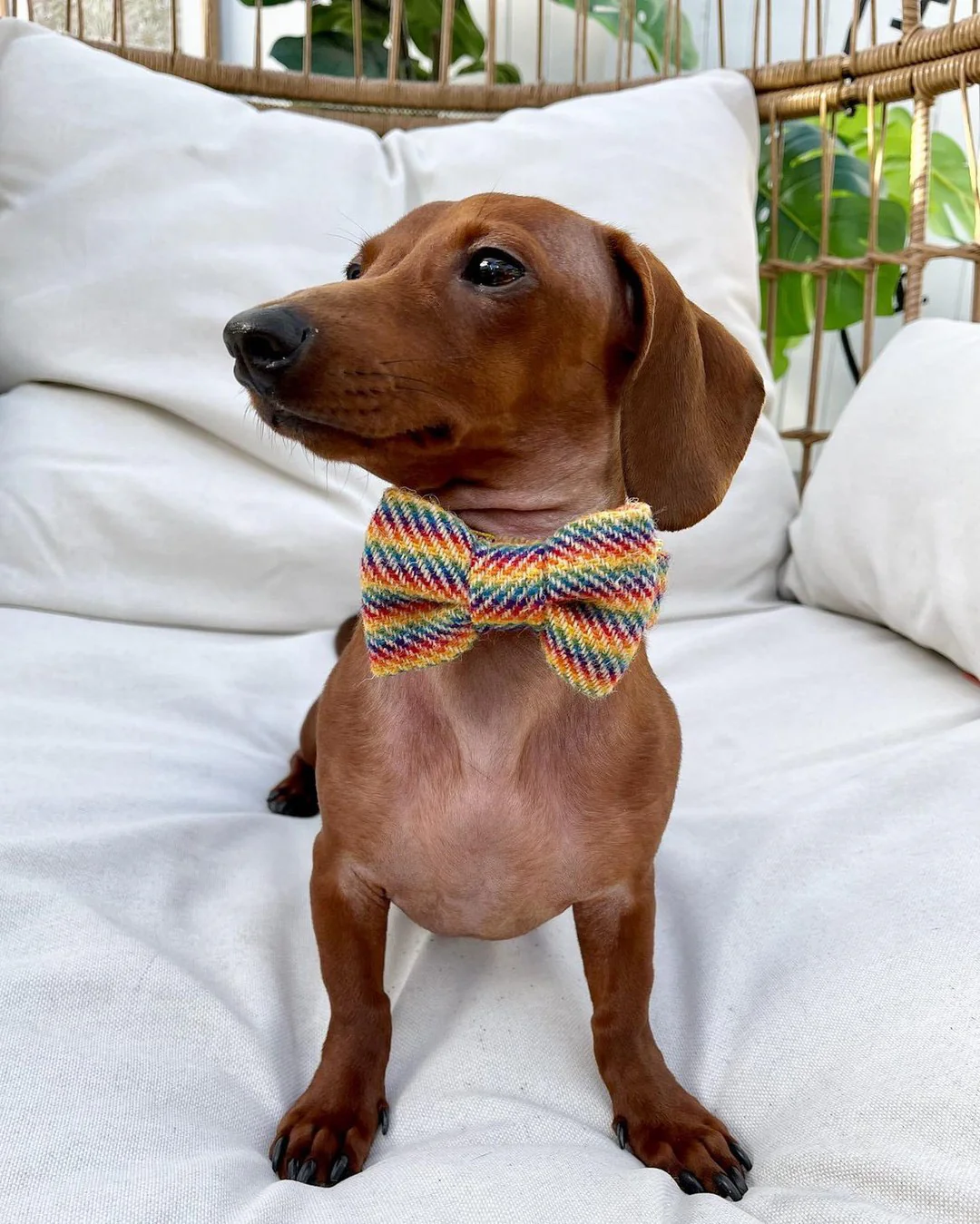 Collar y Pajarita Rainbow - Imagen 2