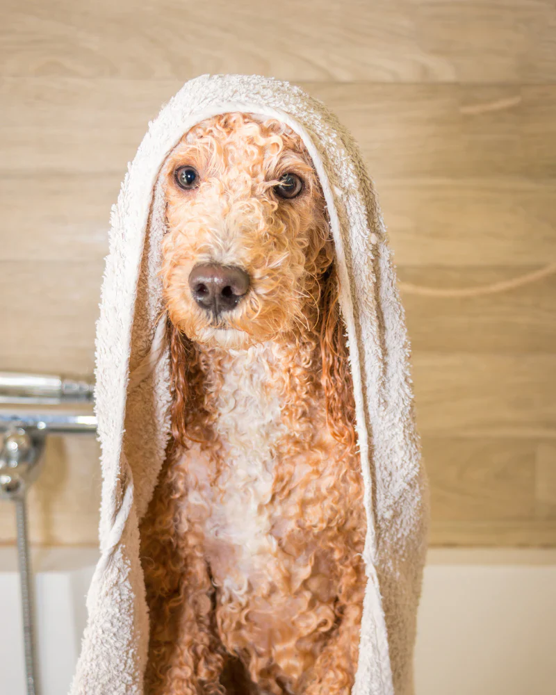 Calm&Shine - Champú calmante para mascotas con piel sensible - Imagen 3