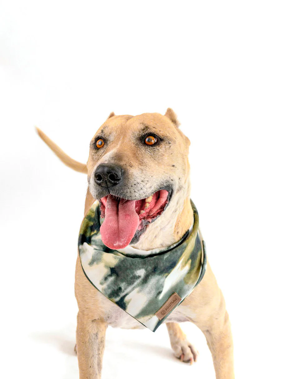 LATTE | Set Collar, Correa & Bandana - Imagen 2