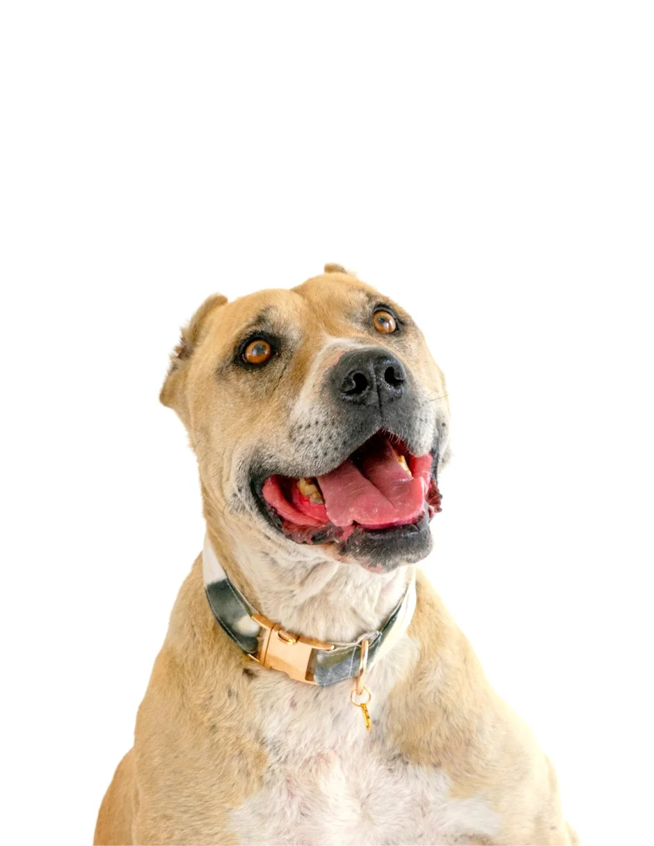 LATTE | Set Collar, Correa & Bandana - Imagen 4